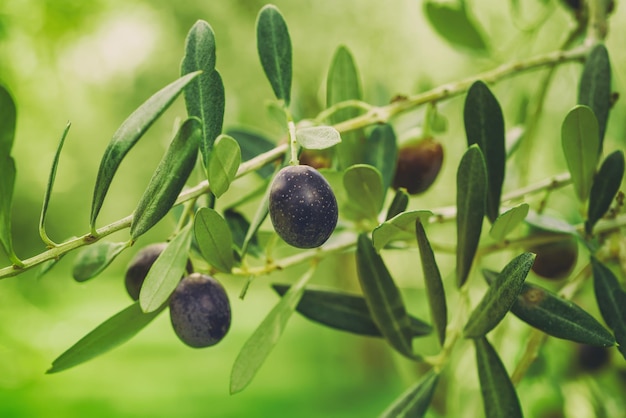 Olive tree with fruits