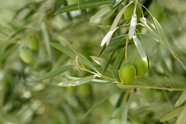 Olive tree with green fruits 