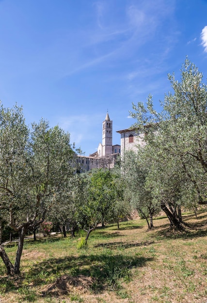 Olive trees in Assisi village in Umbria region Italy The town is famous for the most important Italian Basilica dedicated to St Francis San Francesco