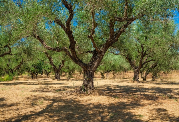 Olive trees in the garden Agriculture in Greece Cultivation of olives for oil