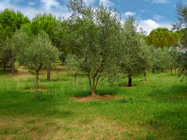 Olive trees in garden