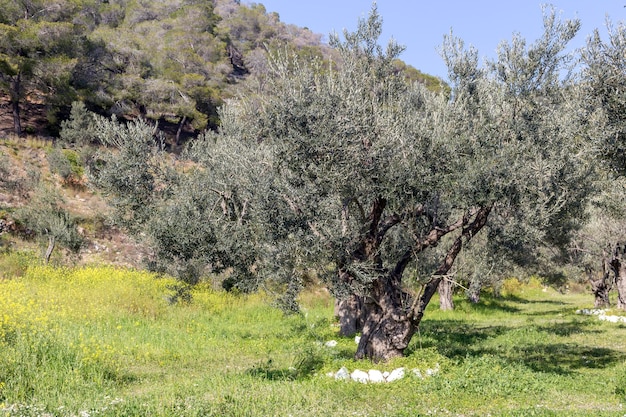 Olive trees grow in the mountains