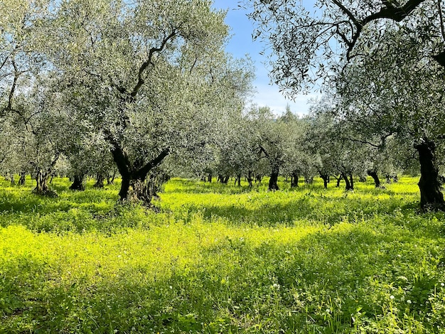 Olive trees in a row Plantation green grass