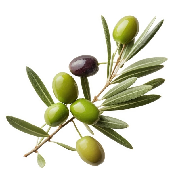 Olive twig with several olives