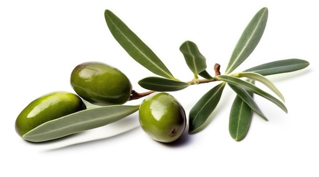 Olive twig with several olives