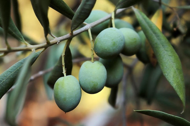 Olives on olive tree in autumn