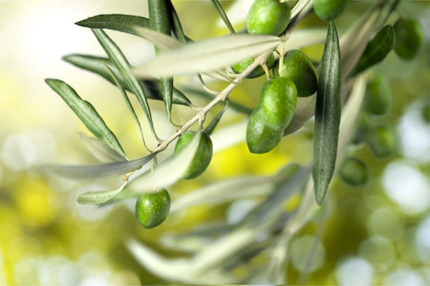 Olives on olive tree branch on background.