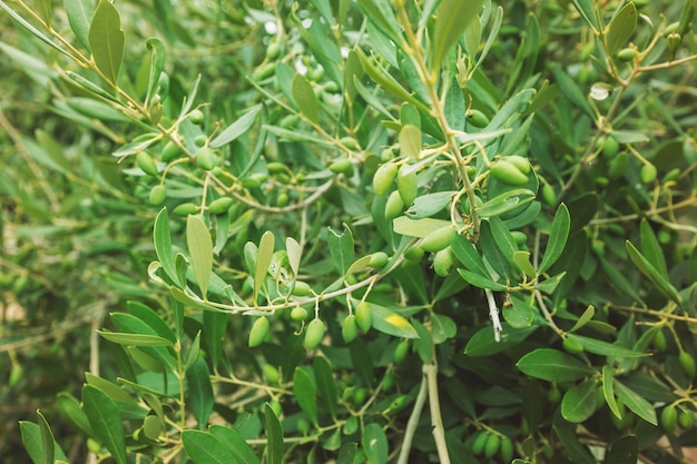 Olives and olive tree in summer day. Season nature