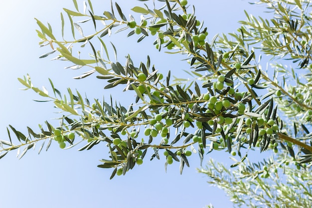 Olives on olive tree in Turkey. Season nature image