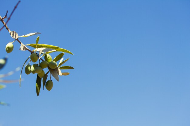 Olives on olive tree with blue sky