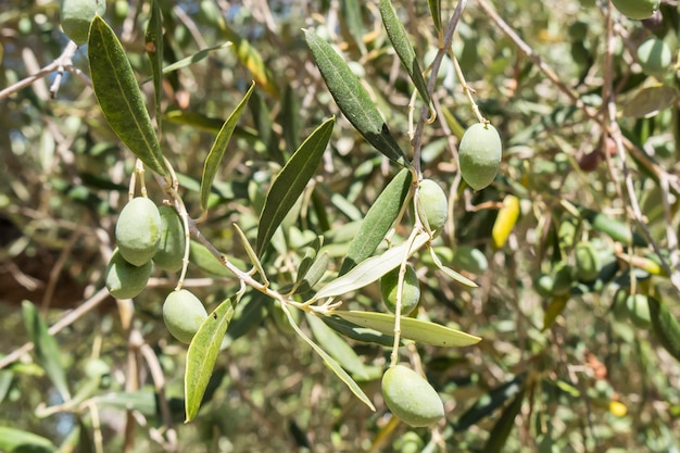 Olives in the tree