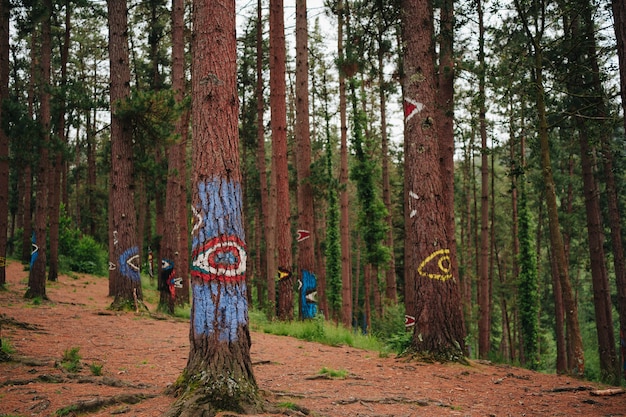 Oma forest in the Basque Country