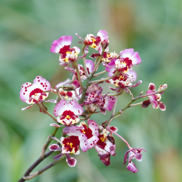 Oncidium pink white orchid flower