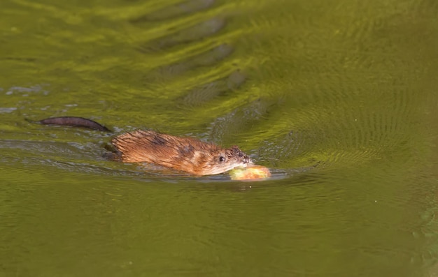 Ondatra zibethicus muskrat The animal collects apples on the shore and drags them to its home