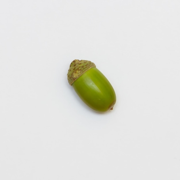 One acorn on a white background