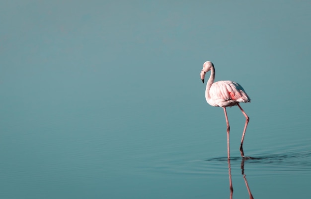 One african white flamingo walking on the blue salt lake Namibian bird