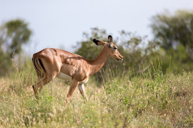 One antelope is standing beween the plants in the savannah