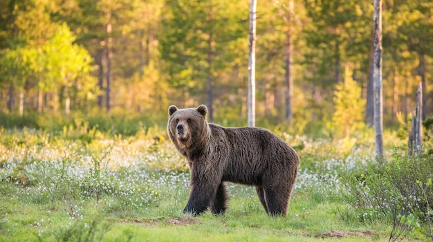 One bear in the background of a beautiful forest