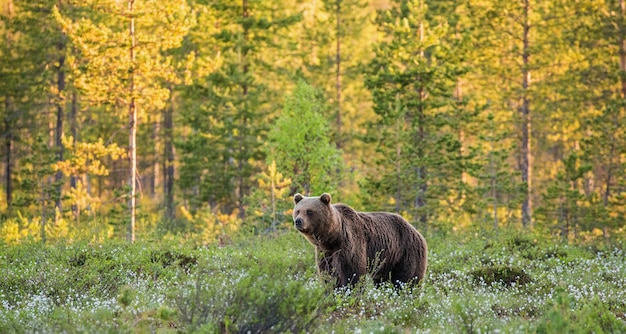 Photo one bear in the background of a beautiful forest