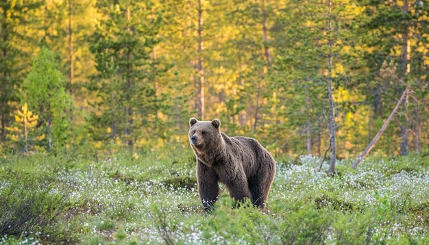 One bear in the background of a beautiful forest