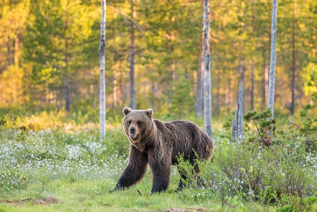 Photo one bear in the background of a beautiful forest