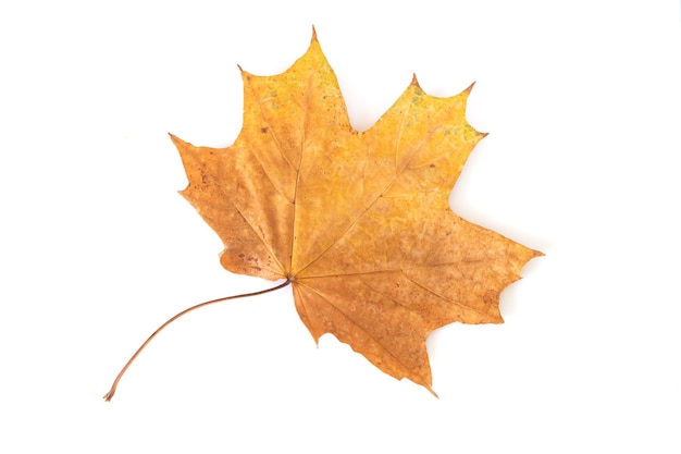 One beautiful autumn maple leaf isolated on white background top view