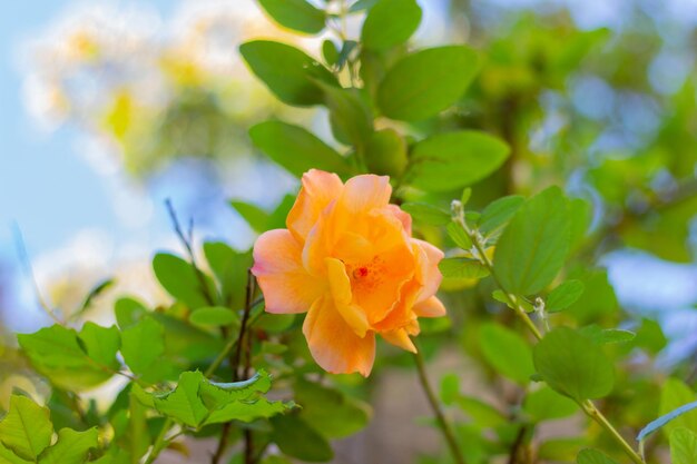 One beautiful and delicate rose flower on a bush in the garden