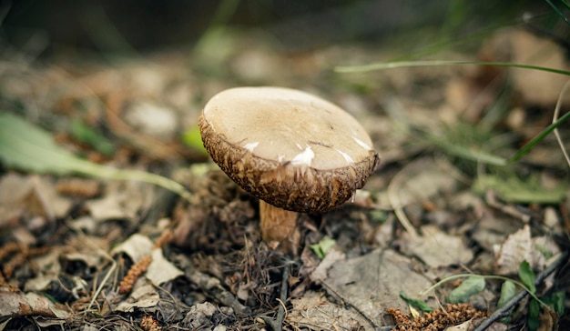 One beautiful mushroom obabok grows in the forest in a sunny clearing