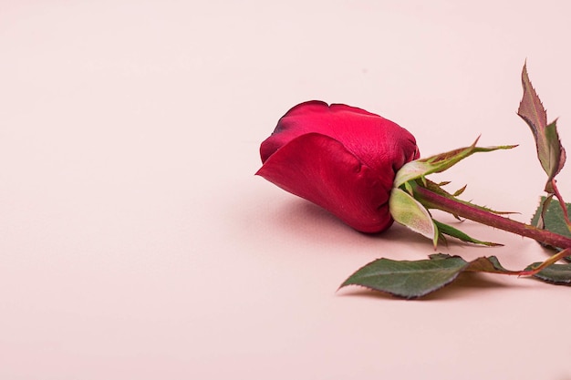 One beautiful red rose lies on a light pink background