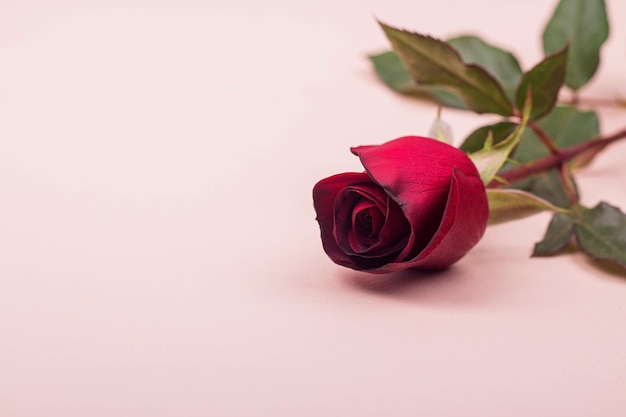 One beautiful red rose lies on a light pink background