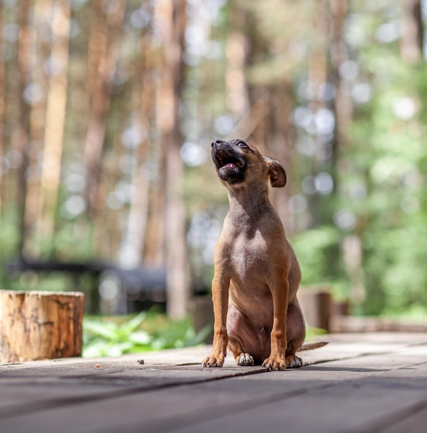 One beautiful small toy terrier dog outdoors on summer sunny day Puppy walking and playing in nature