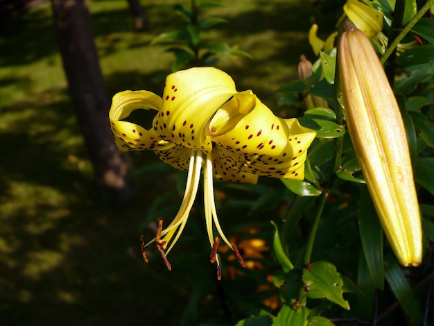 One beautiful yellow lily flower on green background facing right dangling flower