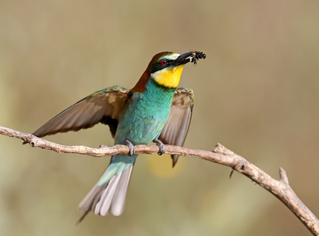 One bee eater sits on a branch.