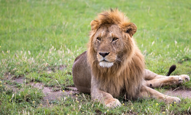 One big lion lies in the grass in the savanna of Kenya