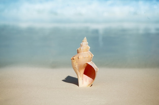 One big seashell on tropical beach close-up