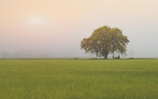 One big tree in the rice paddy field with thick fog