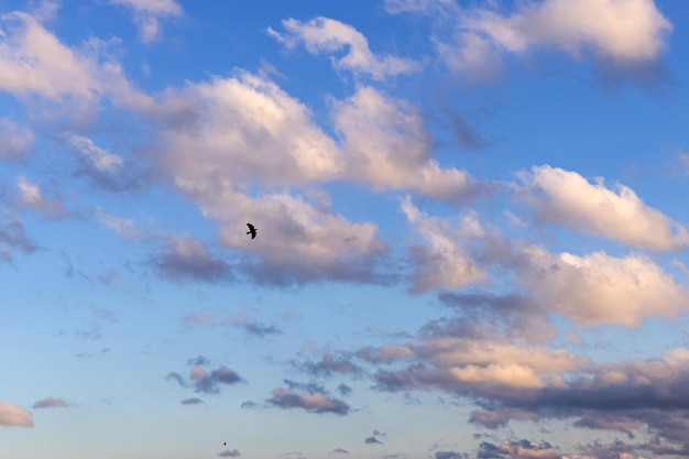 One black bird flying in the blue sky