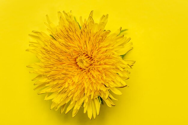 One blooming yellow dandelion isolated on a yellow background, close-up, minimalism. Can be used as a design element