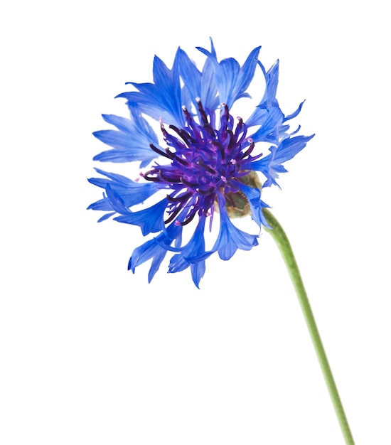 One blue flower