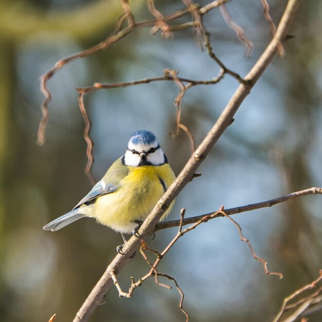 One blue tit on a tree in the winter  cold and sunny day with no people