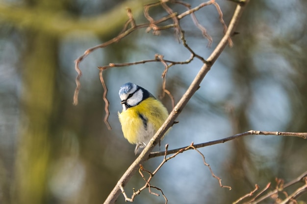 One blue tit on a tree in the winter  cold and sunny day with no people