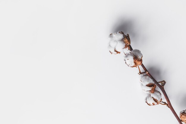 Photo one branch of cotton deadwood on a white isolated background for design top view with copy space