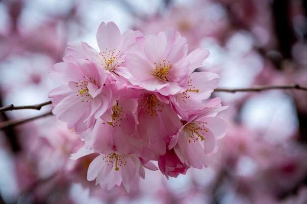 One brief season moment in spring time is the blooming of sakura tree