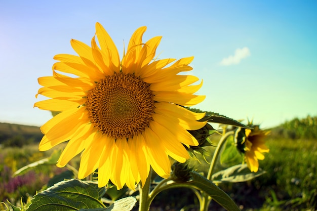 One bright yellow sunflower on blue sky background