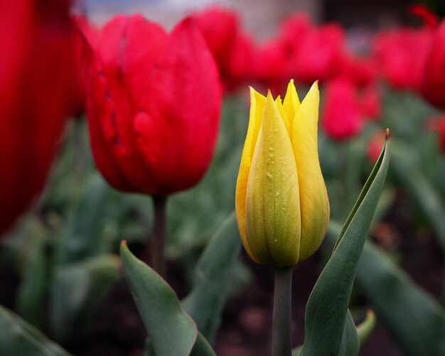 One bright yellow tulip growing among a field of red tulips