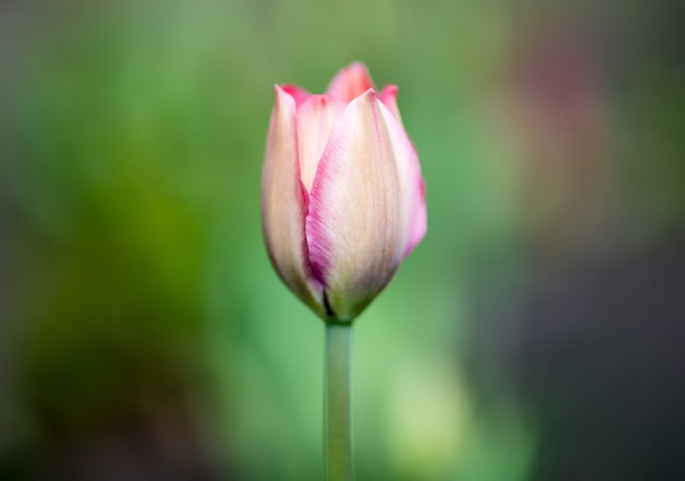 One Bud of pink Tulip in the center of the photo on a blurred green background