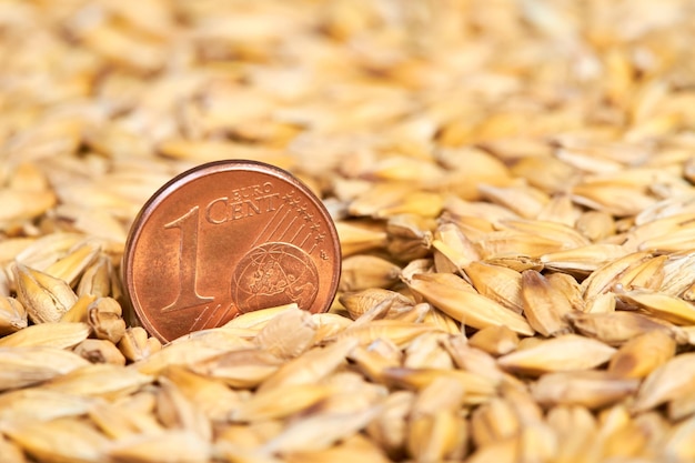 One cent euro coin in barley grains