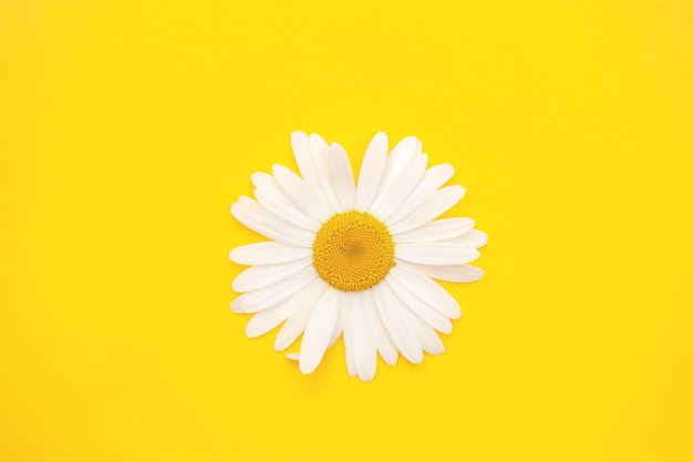 One chamomile on a yellow background