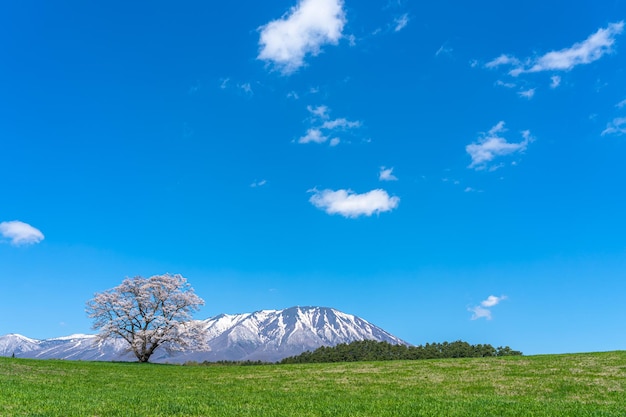 One cherry blossom tree on green prairie. Snow capped mountain in background over blue sky.