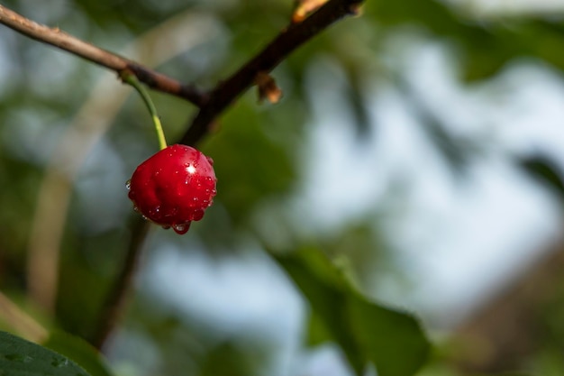 One cherry on a tree among the foliage